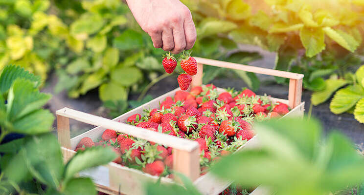 British strawberry season could be year round