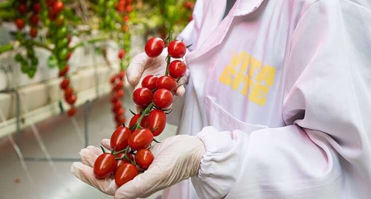 Qatari farms expected to increase vegetable production