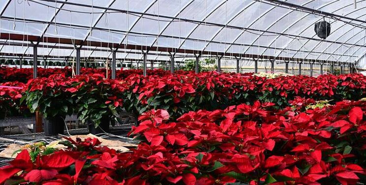 Controlling whitefly in poinsettias