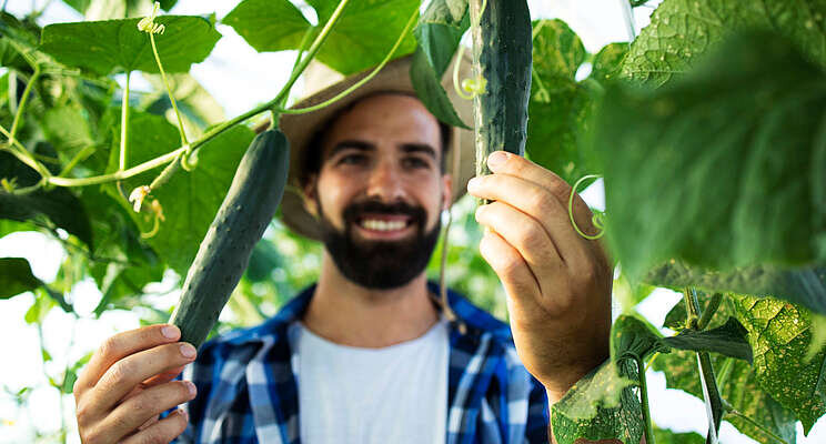 Bushel Boy Farms launches greenhouse-grown cucumbers