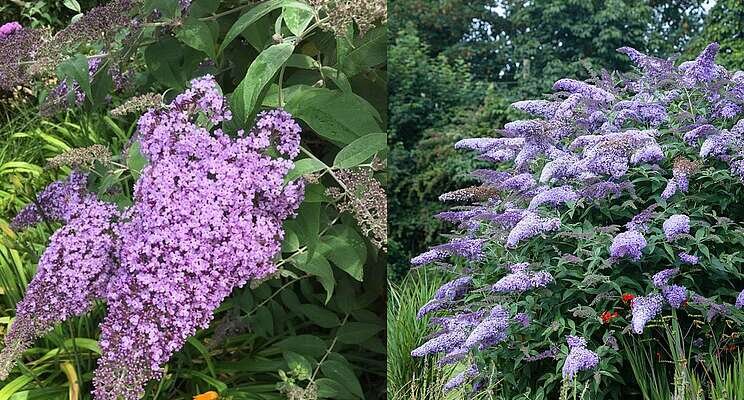 A proper news Buddleja at Four Oaks