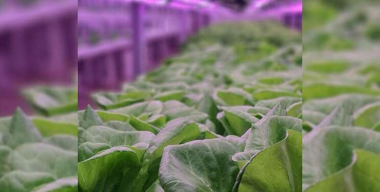 2022 Vertical Farming World Awards finalists announced