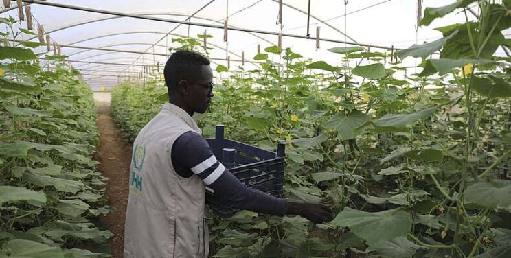 Turkish charities provide lifeline to Somalia with greenhouses