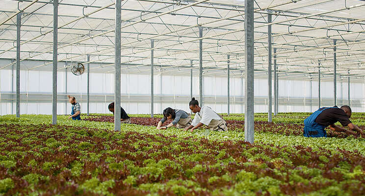 UK's second biggest commercial greenhouse in Redcar