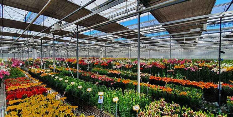 Onings Lily trials flowering 24/7