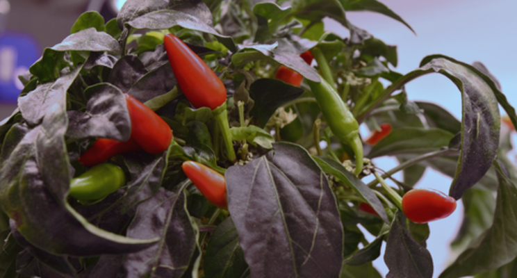 LettUs Grow trial growing chilli plants with aeroponics