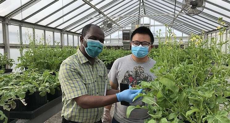 Bowery Farming partners with Arkansas on indoor spinach