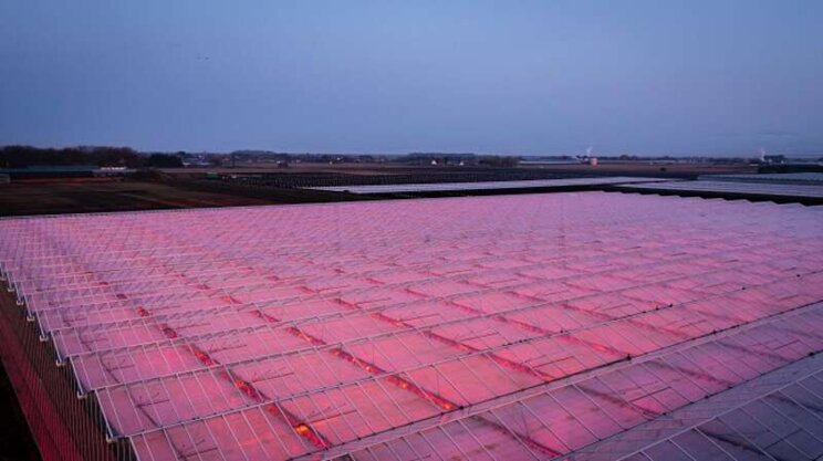 A lighting solution for growing tomatoes year-round