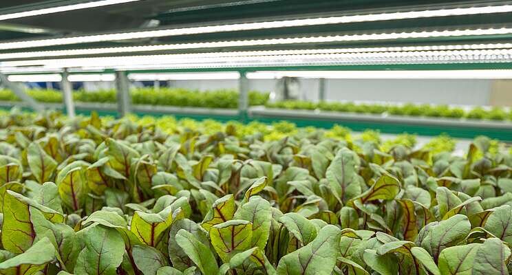 Lighting the way to sustainable agriculture