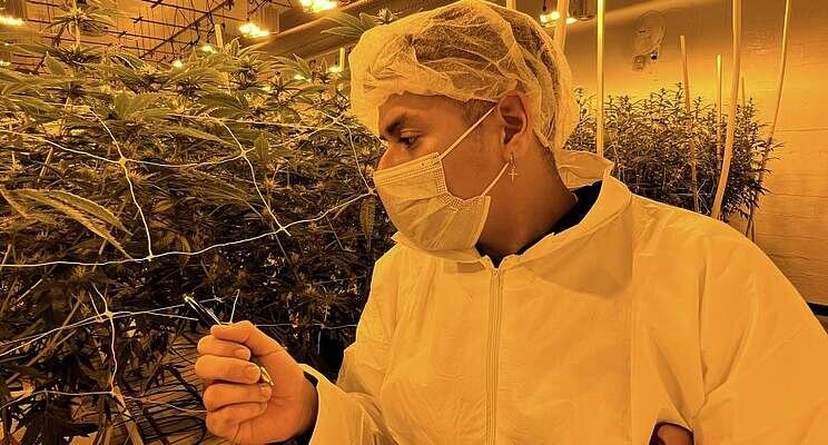 Research targets energy efficiency in cannabis cultivation