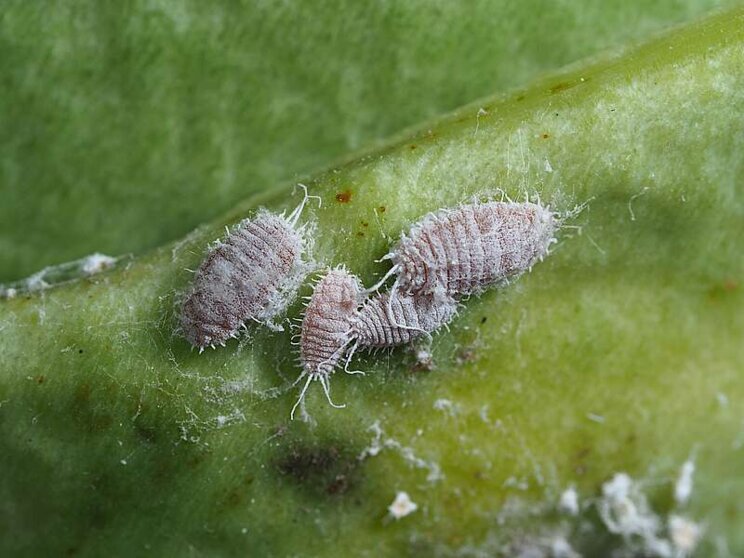 Spotlight on mealybug