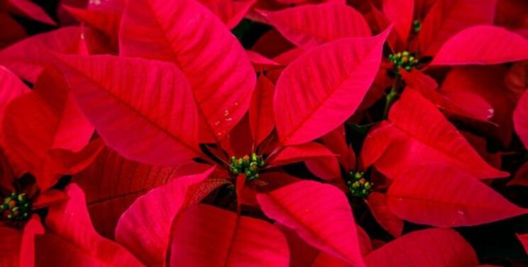 Poinsettia growers should monitor for this virus