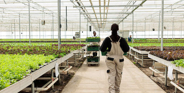 Strategies for successful greenhouse maintenance