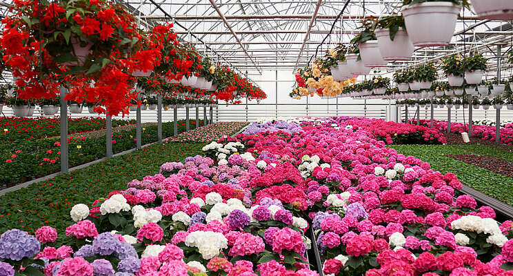 How innovation drives success at Columbus, OH-Area Greenhouses