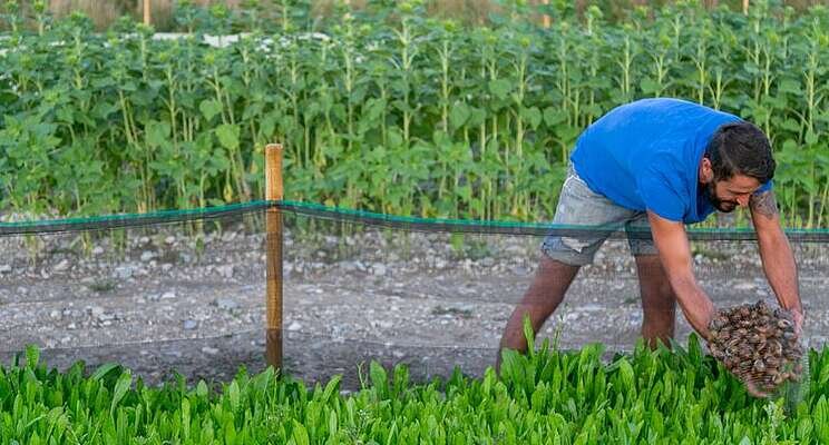 Snail farming: Raising low-carbon alternative protein