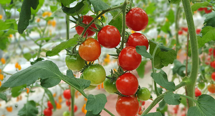 Sino techs expected to raise Pakistan tomato production