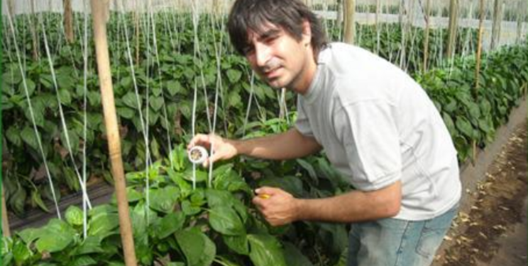 Argentinian grower reports record yields