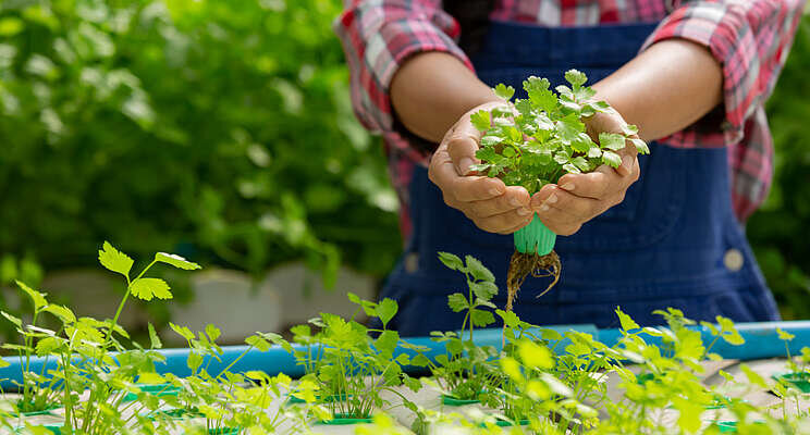 Is root rot an issue in your hydroponic system?