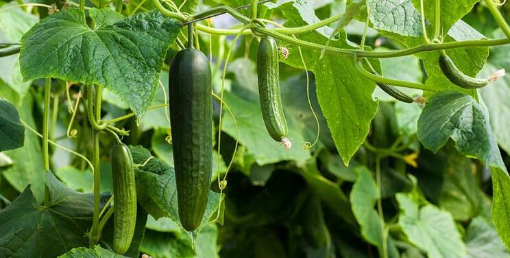 Protect second cucumber crops from Pythium now