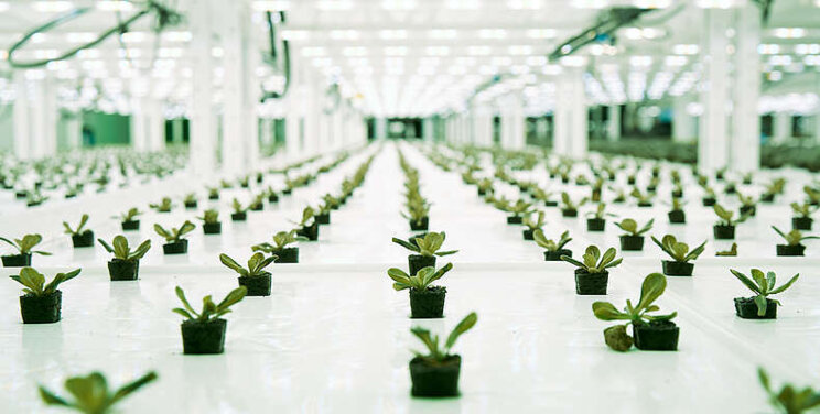 Emirates Flight Catering opens world's largest vertical farm