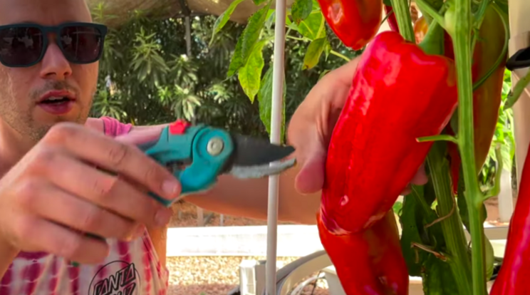 Vertical farming peppers on a Tower Garden