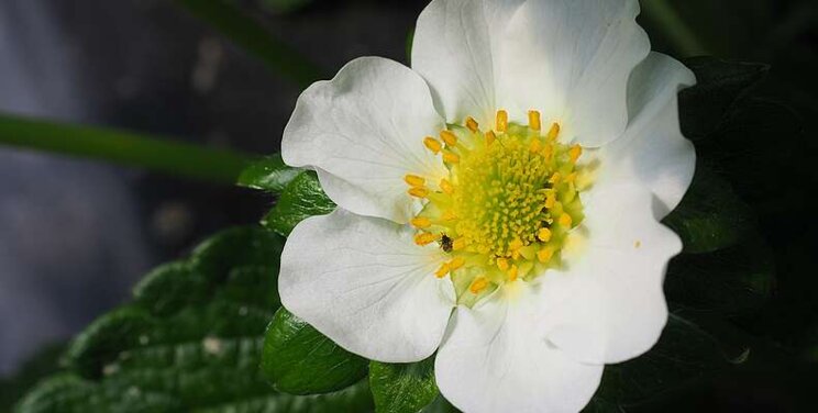 Ideal conditions for Orius-System in strawberries