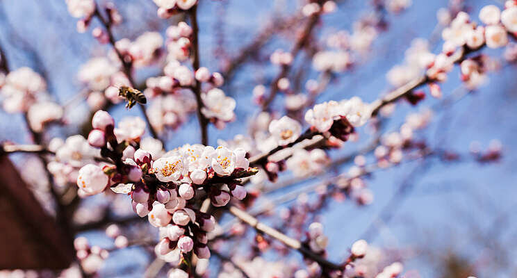 Smart farming almond pioneers poised for international growth