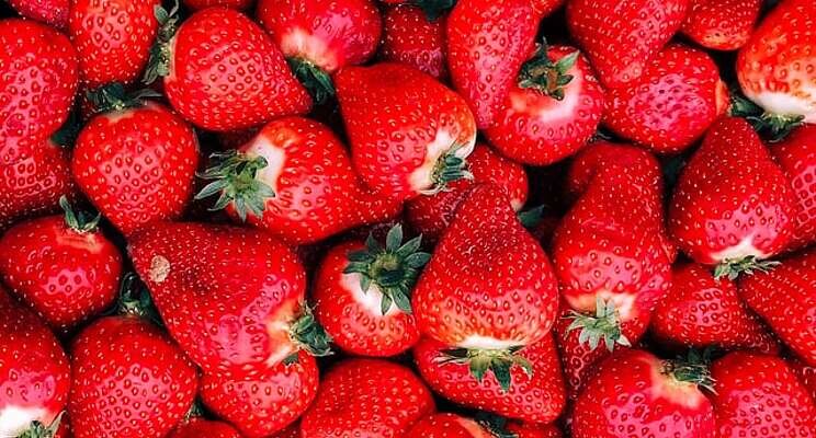 Strawberry picking season lasts longer at Fort Atkinson Farm