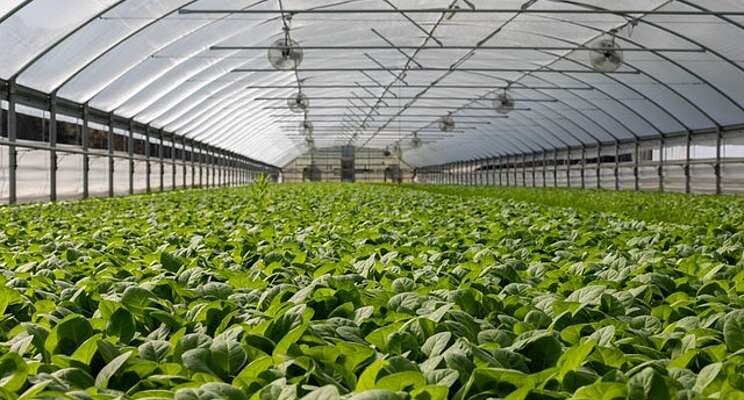 Indoor farming revolution comes with carbon cost