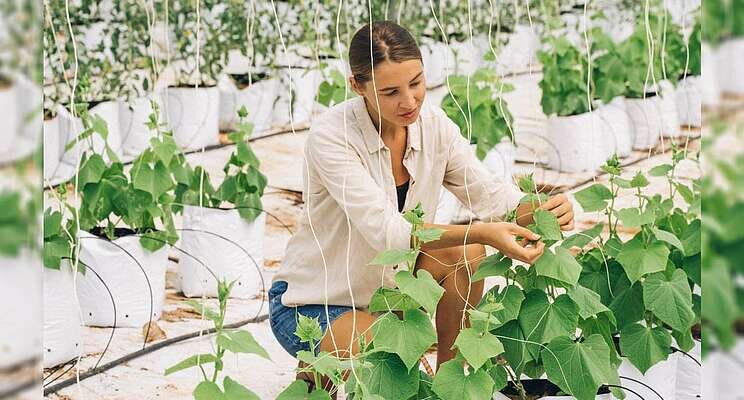 The Agrotopia Greenhouse in Roeselare