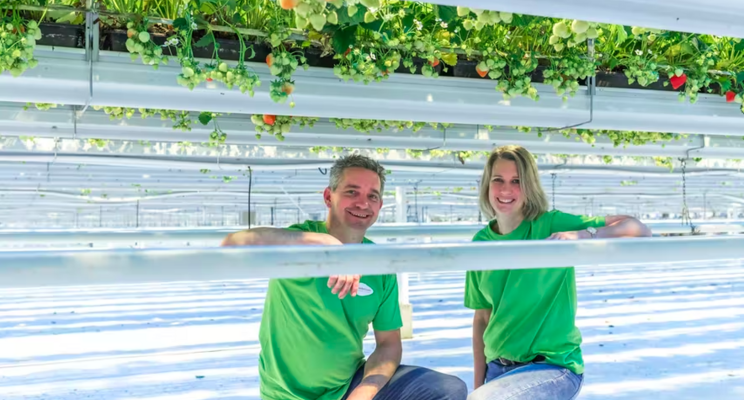 Skyrocketing energy costs hasten strawberry grower's switch to LED