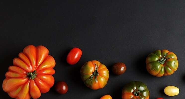 The year's top tomato varieties growers should consider