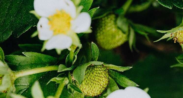 Pest management solutions for strawberries