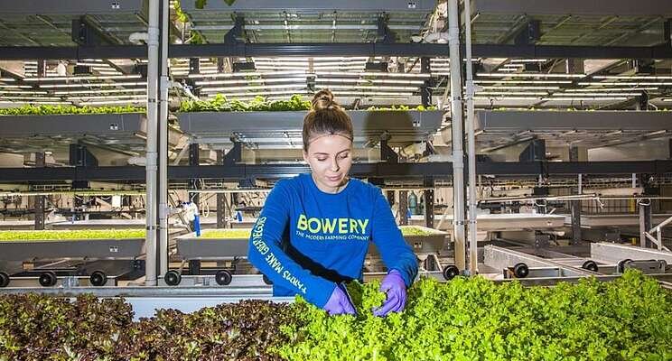 Bowery, Unfold to partner on vertical farming-focused varieties