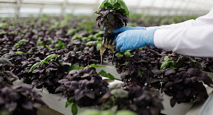 Is vertical, soilless farming the future of food?