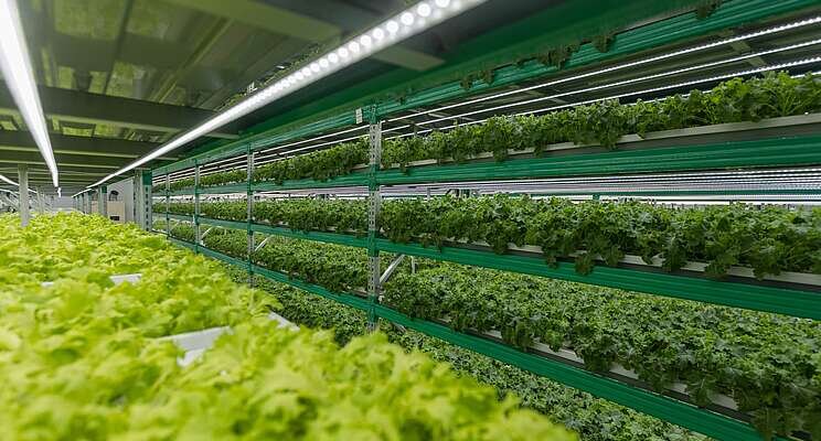 What is the future of UK vertical farming? - Hortimedia