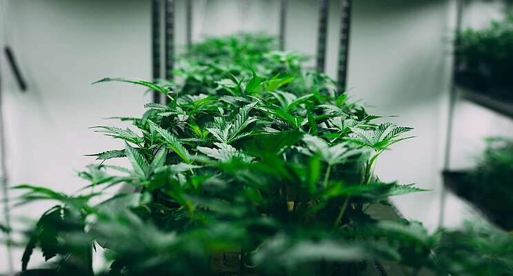 11 tips on setting up a cannabis cultivation business