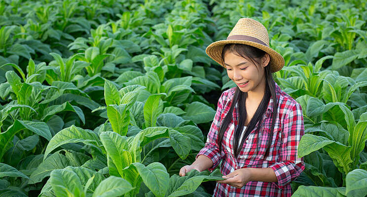 Photosynthesis unaffected by increasing CO2 channels in plant