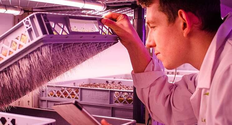 How can vertical farmers power through the energy crisis?