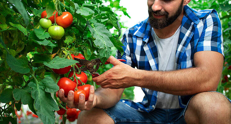 Gene editing enables tomatoes to make 'sunshine vitamin'