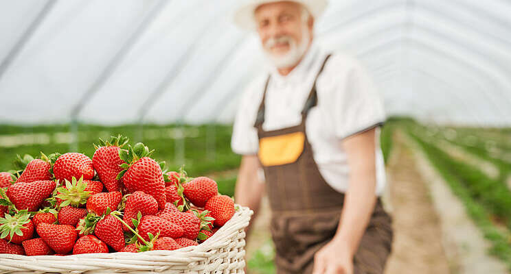 +14-28% boost in winter strawberry trial