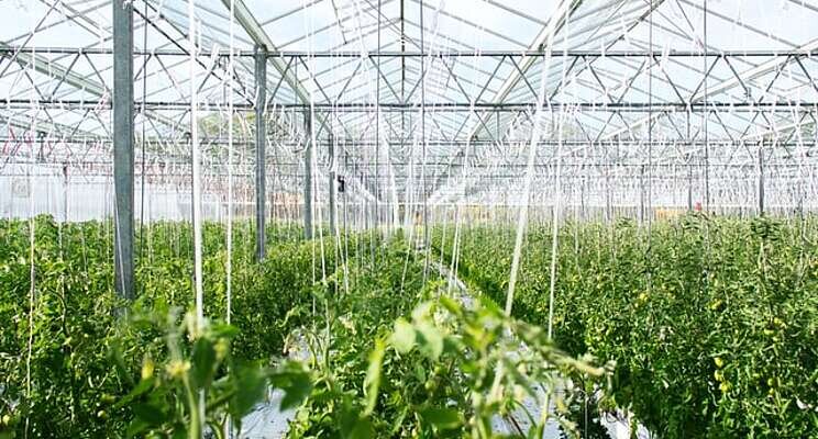 Wind power for greenhouses taking shape in Canada