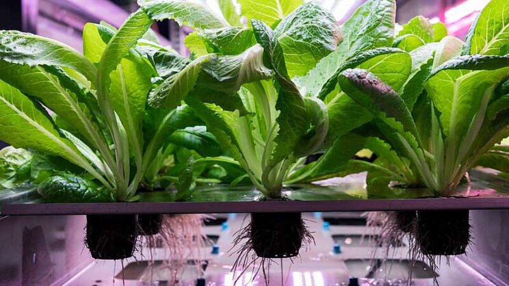 Unlocking plants' 24hr clocks can help global food production