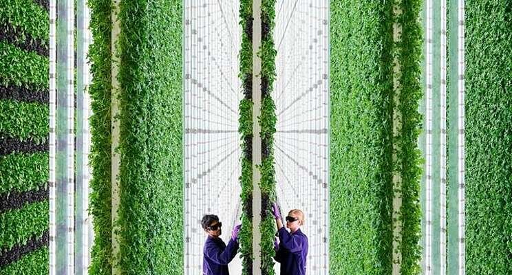 Vertical farming: Producing fruit and veg all year round