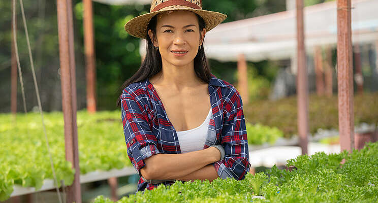 Robot solution for automating the lettuce harvest