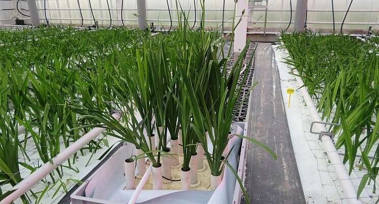 Steaming and cooling is important in freesia cultivation