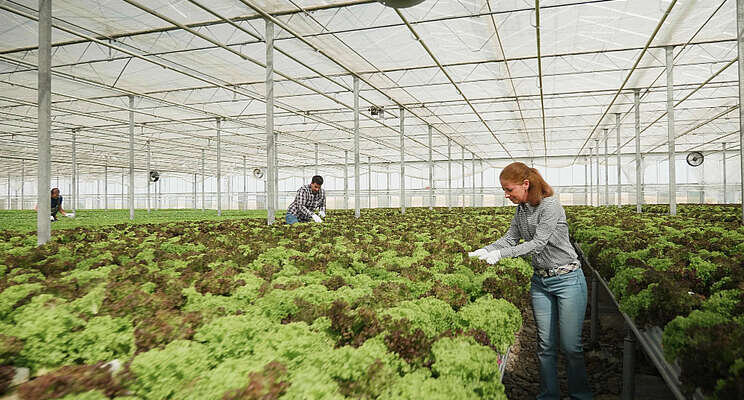 Greenhouse technology can help feed Africa