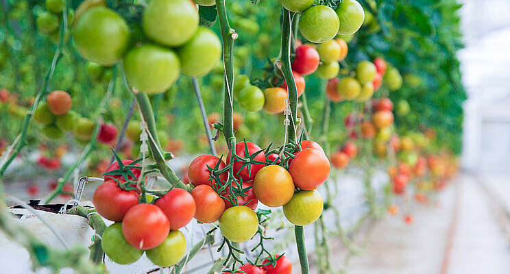 This Dutch tomato farm might just solve the global food crisis