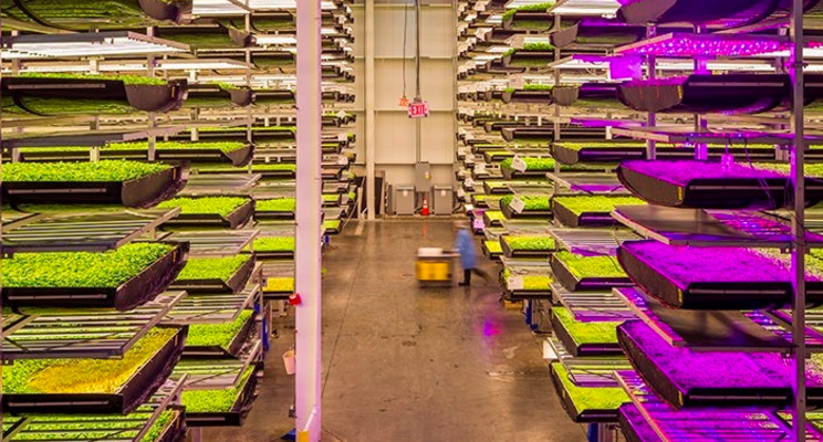 These are the world's largest vertical farms