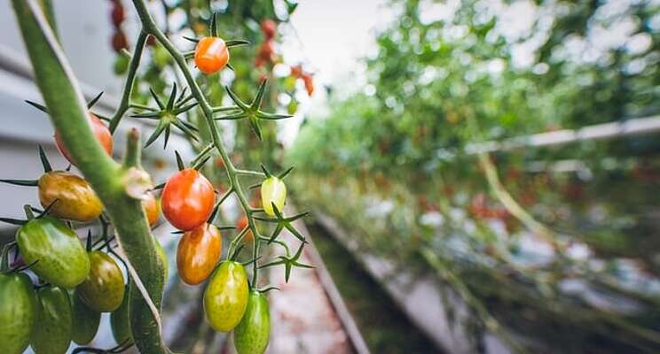 Greenhouse vegetable production increased by almost 5%